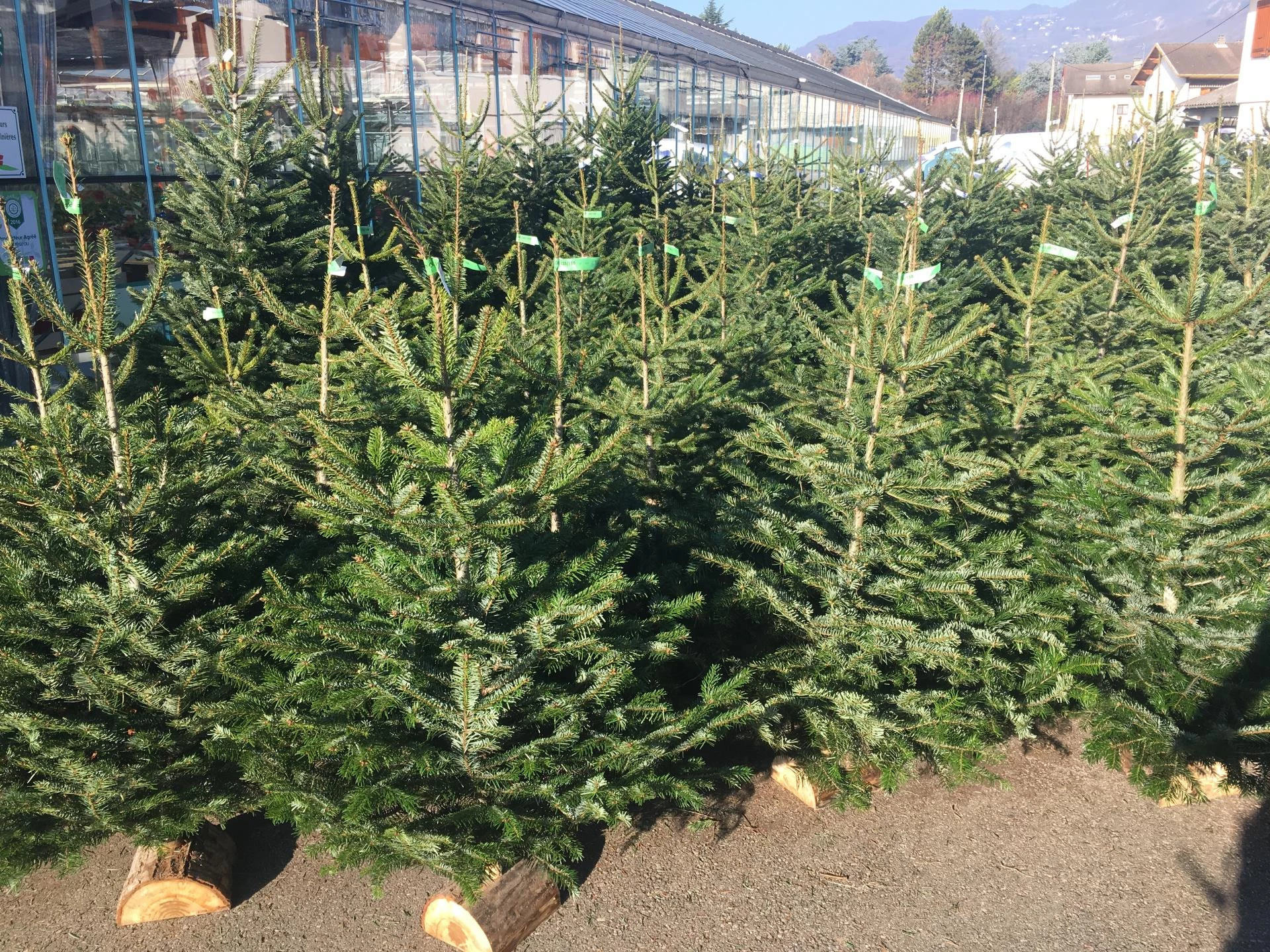 Image for Sapins et étoiles de Noël : la magie des fêtes chez Vuillermet Horticulteur