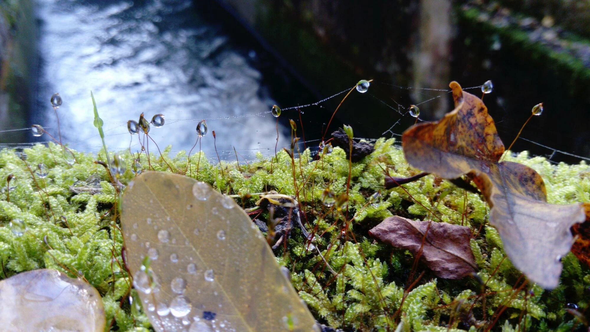 Image for Une immersion sensorielle au cœur de la nature avec les Renc’Arts à Saint-Alban-Leysse